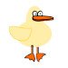 Silly-looking duck